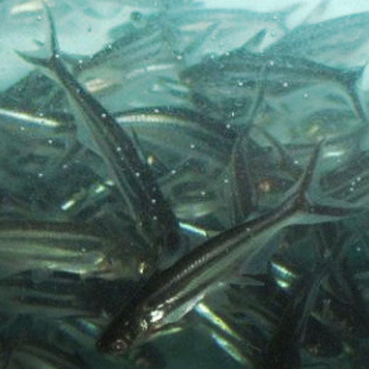 Benih Ikan Patin 1-2 cm